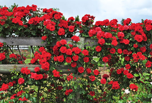 Elegant Climbing Rose Seeds