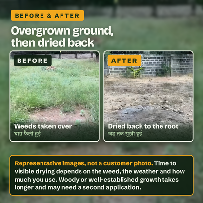 Overgrown ground and the same ground dried back (representative images)