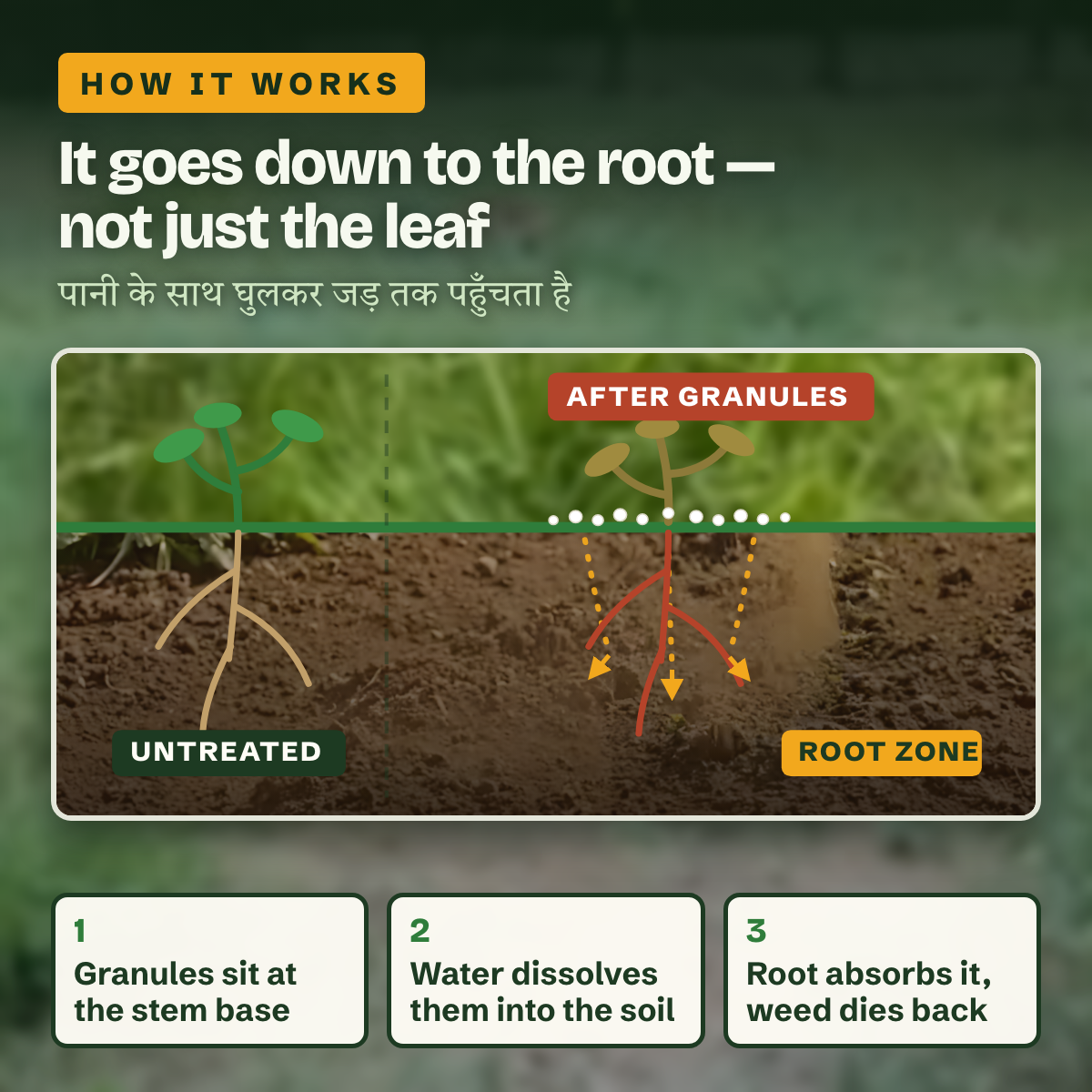 Granules dissolving down through the soil to the root zone