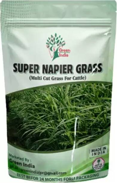 Hybrid Lawn Grass Seeds (Pack of 100)