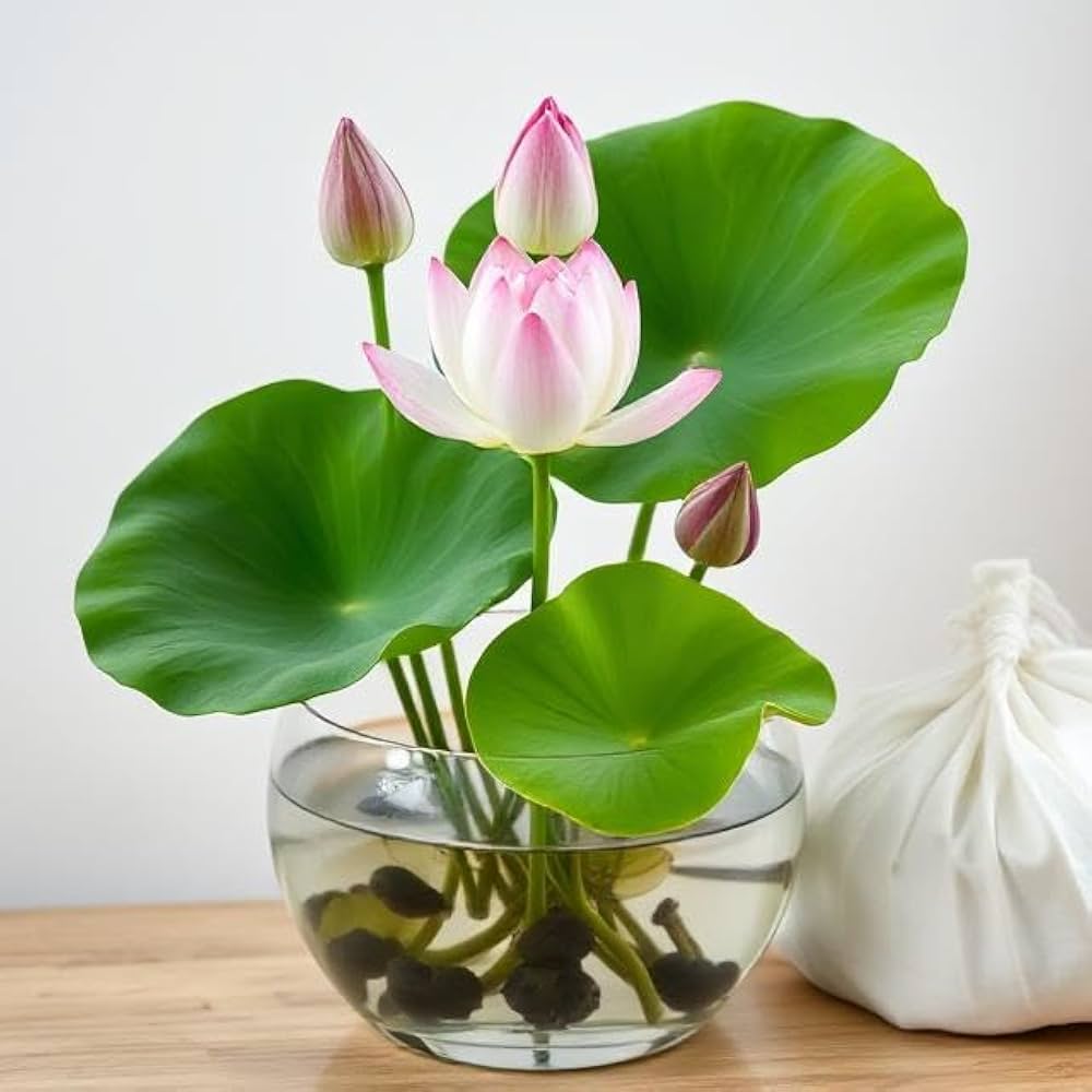 Lotus Plant Seeds (Pack of 20)