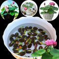 Lotus Plant Seeds (Pack of 20)