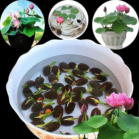 Lotus Plant Seeds (Pack of 20)