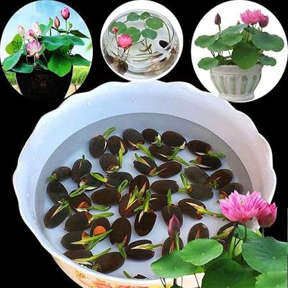 Lotus Plant Seeds (Pack of 20)