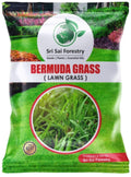 Hybrid Lawn Grass Seeds (Pack of 100)
