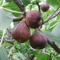 Brown Turkey Fig Seeds