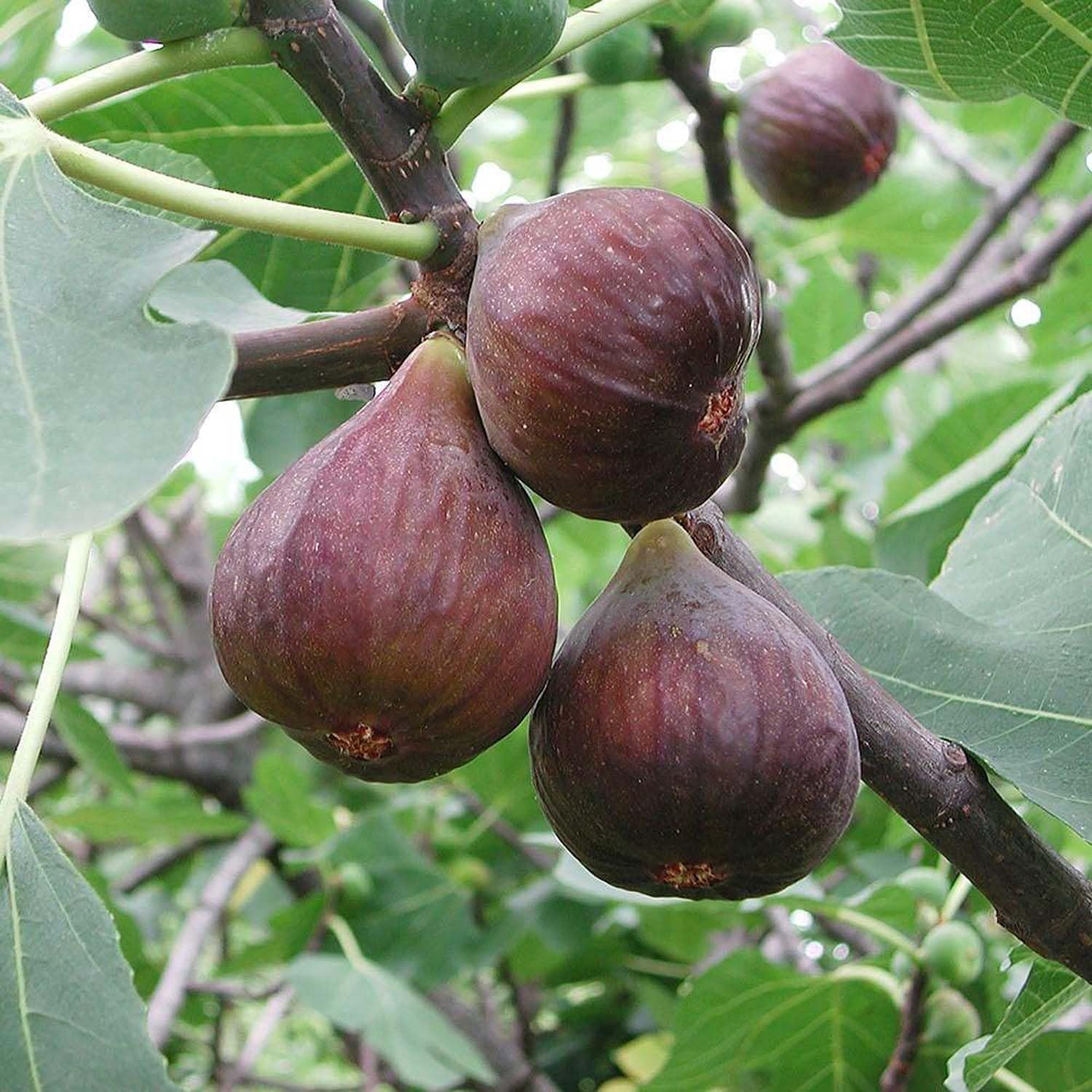 Brown Turkey Fig Seeds