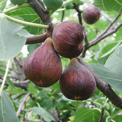 Brown Turkey Fig Seeds