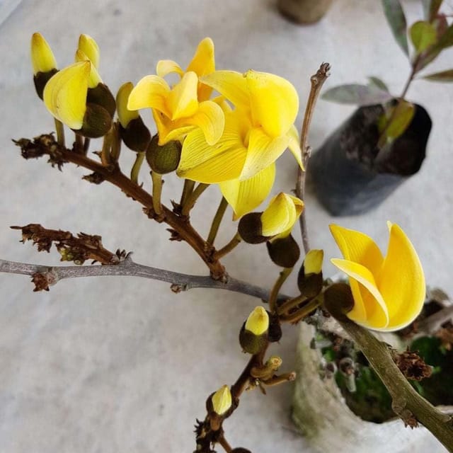 Yellow Palash Plant (Live)