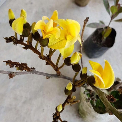 Yellow Palash Plant (Live)