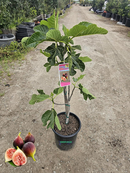 Brown Turkey Fig Seeds