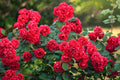 Ever Bloom Rose Seeds (Pack of 2)