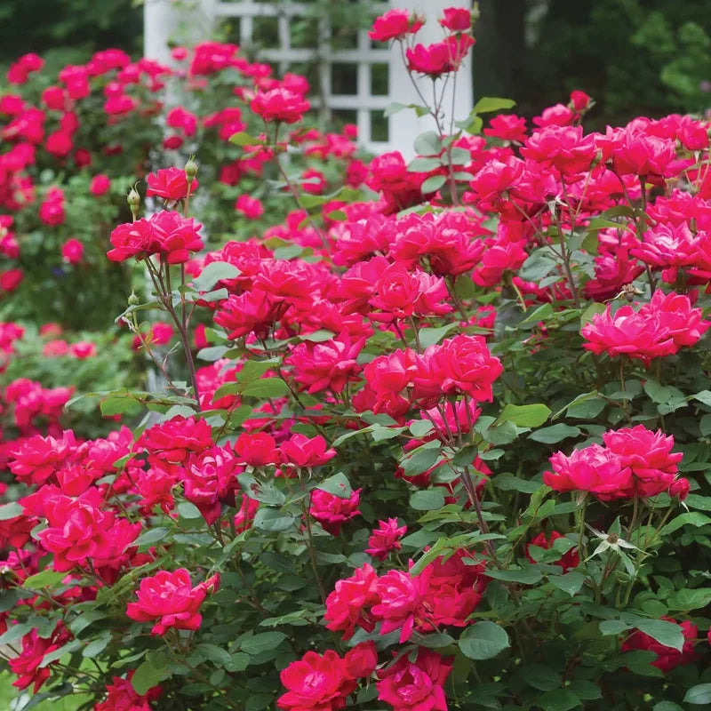 Ever Bloom Rose Seeds (Pack of 2)