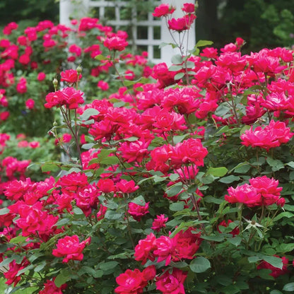 Ever Bloom Rose Seeds (Pack of 2)