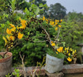 Yellow Palash Plant (Live)