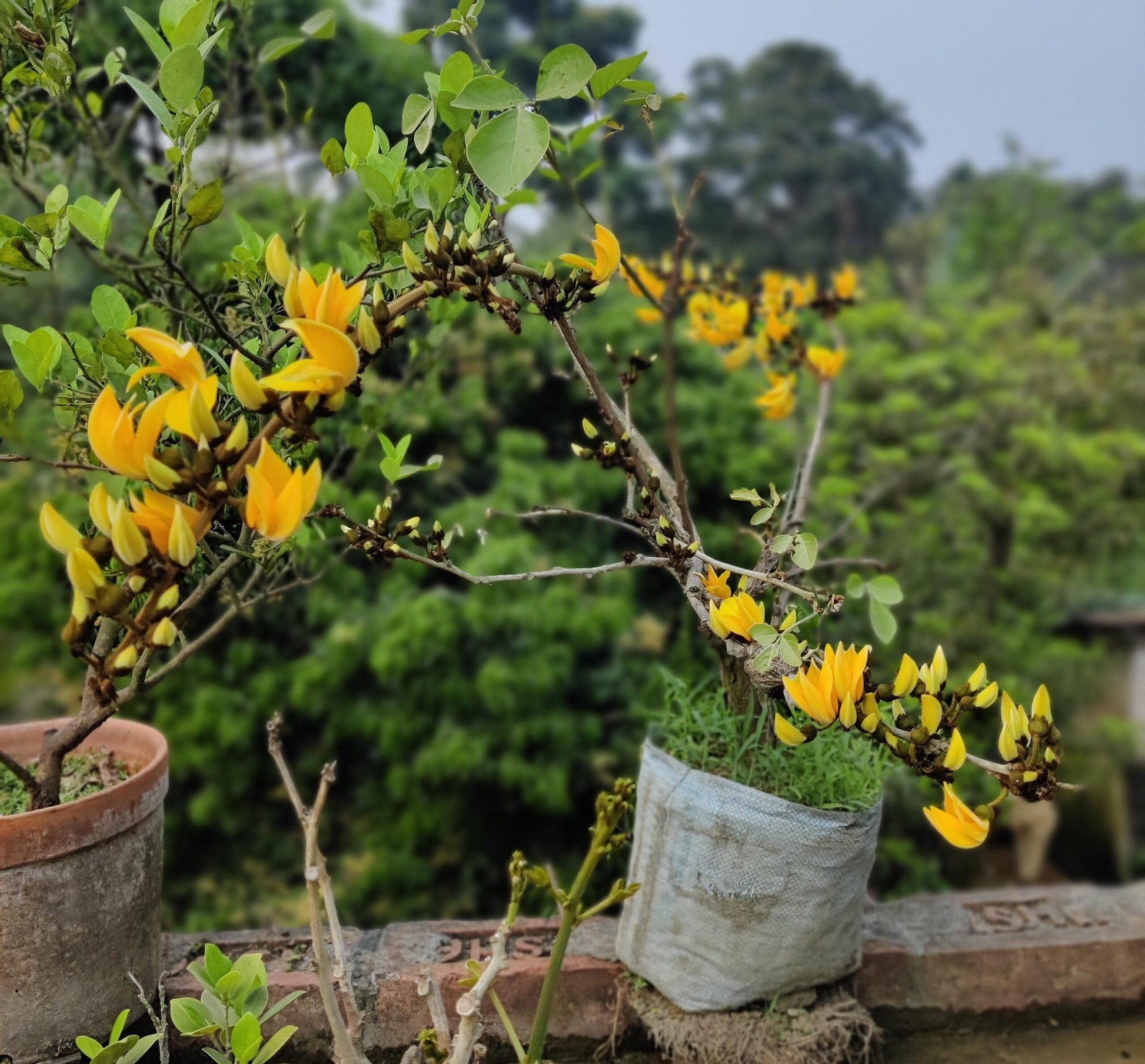 Yellow Palash Plant (Live)