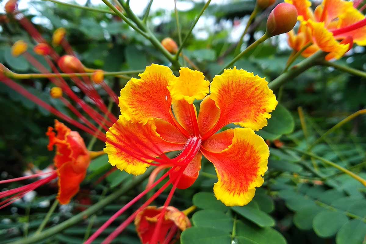 Vibrant Peacock Flower Seeds (Pack of 2)