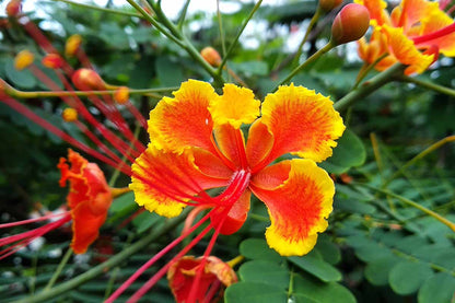 Vibrant Peacock Flower Seeds (Pack of 2)