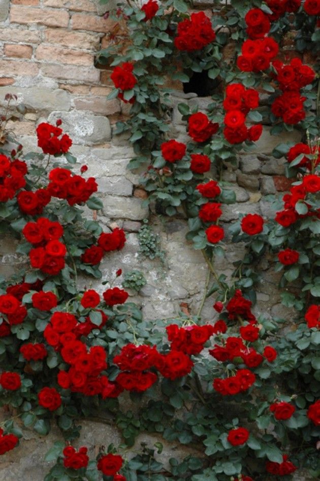 Elegant Climbing Rose Seeds