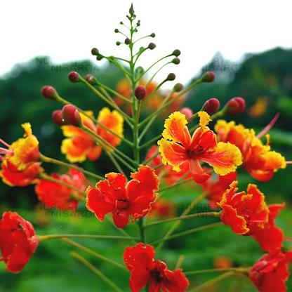 Vibrant Peacock Flower Seeds (Pack of 2)
